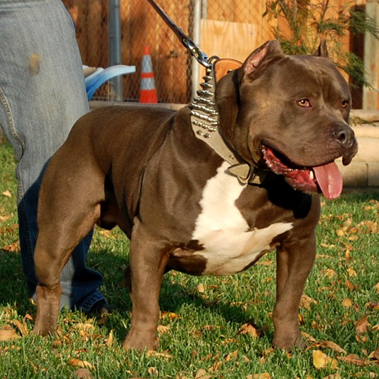 brown and white American Bully picture