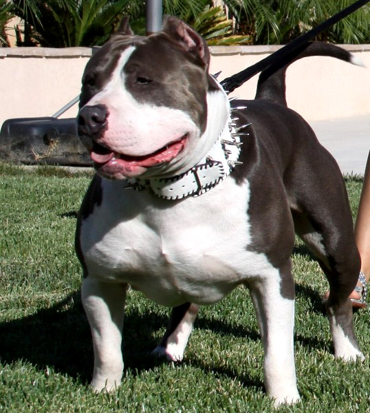 Male American Bully picture