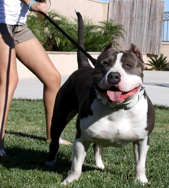 Male XL American Bully Pitbull Dog Pic
