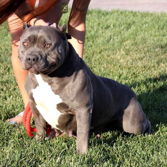 American Bully Pitbull dog picture