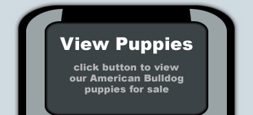 click here to view our puppies for sale