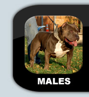 male dogs