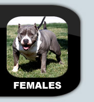 female dogs